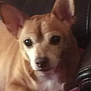 Lil Red joined the competition — help win amazing prizes! animal, bulldog, canine, chair, chihuahua, cockerspaniel, cushion, dog, face, frenchbulldog, furniture, head, homedecor, hound, husky, person, pet, photography, portrait, puppy