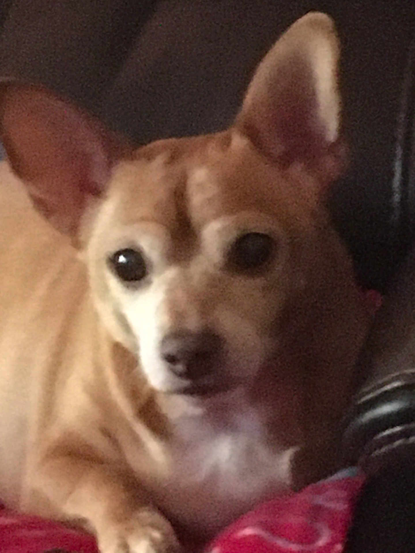 Lil Red joined the competition — help win amazing prizes! animal, bulldog, canine, chair, chihuahua, cockerspaniel, cushion, dog, face, frenchbulldog, furniture, head, homedecor, hound, husky, person, pet, photography, portrait, puppy