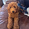 puppy, dog, brown, curly_hair, couch, leather, indoor, pet, animal, cute, cozy, blanket, pillow, living_room, fur, portrait, young, relaxed, looking_at_camera, domestic
