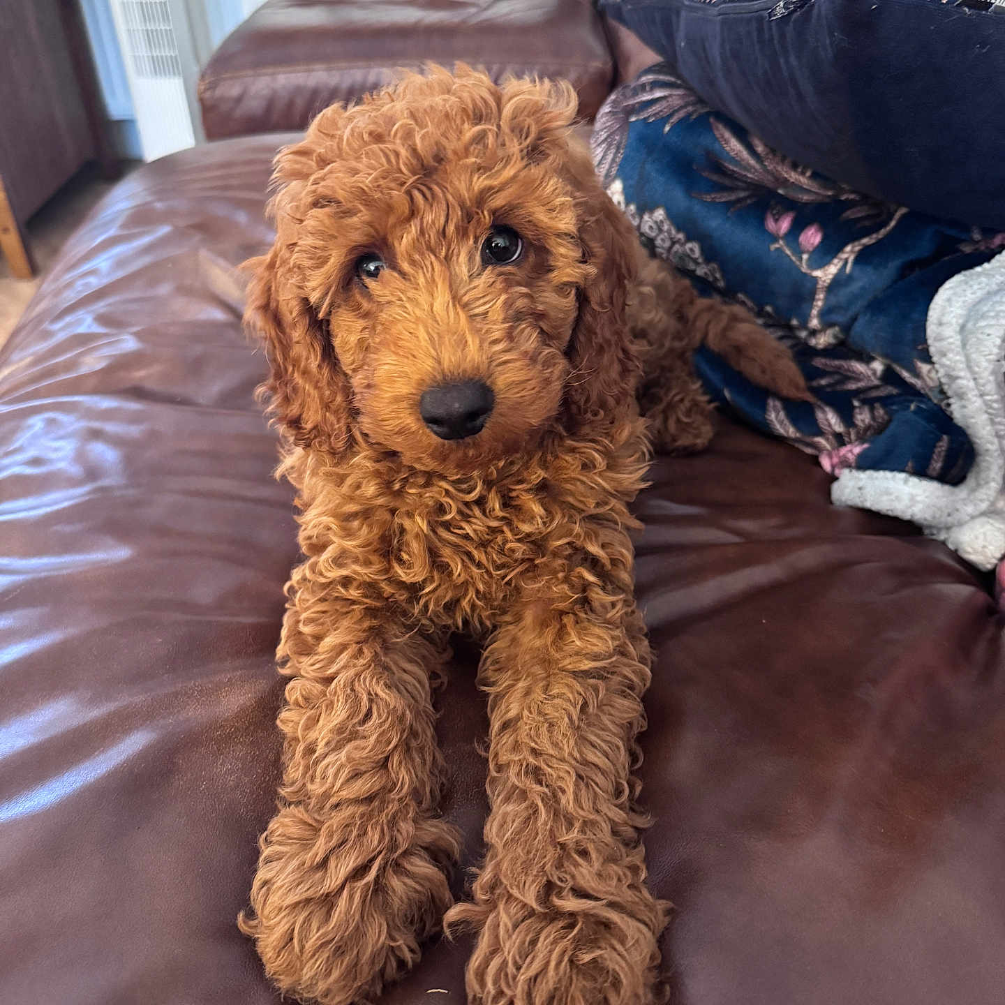 Chewie
