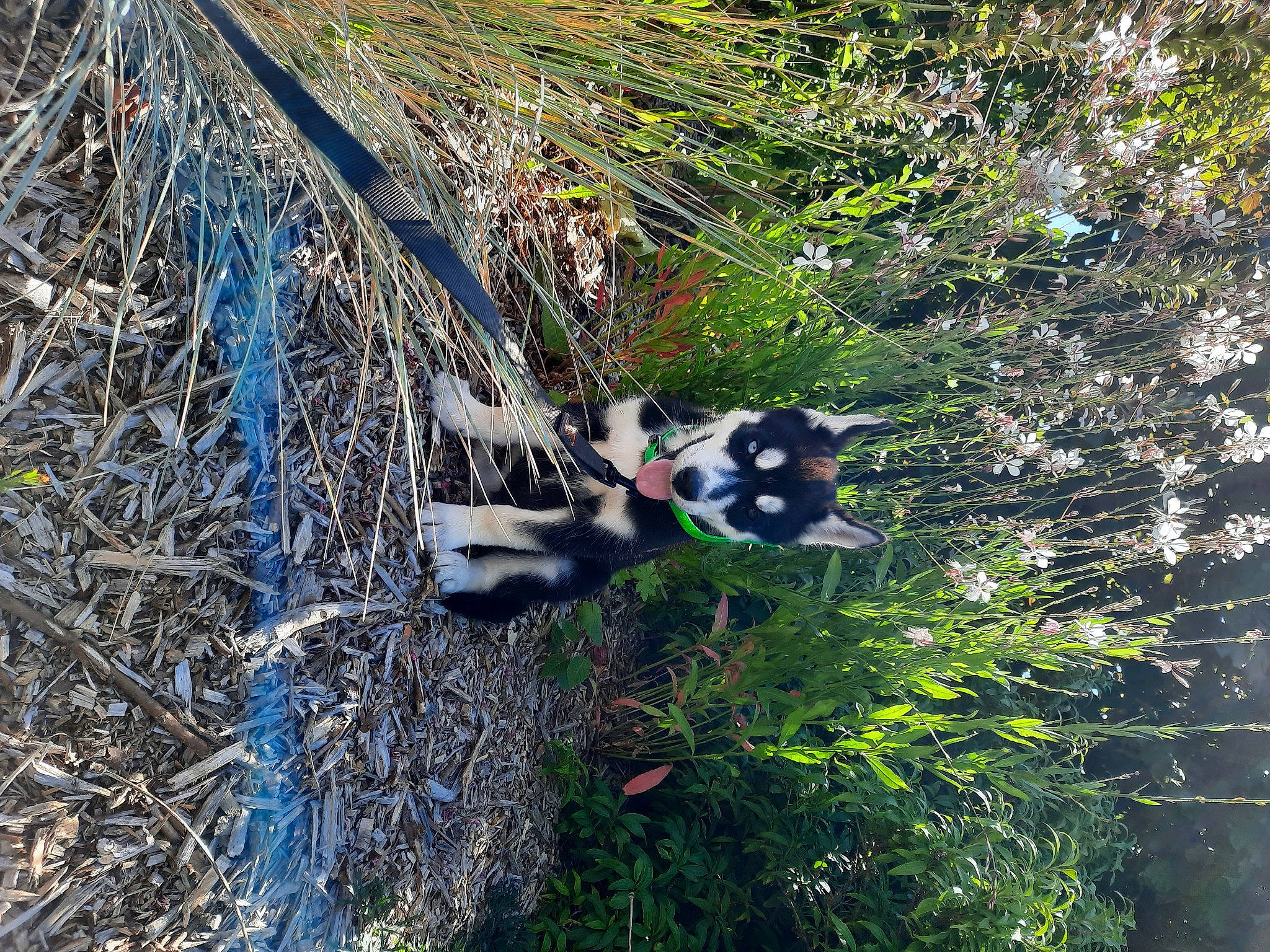 Taïko a rejoint le concours — aidez-le/la à gagner de superbes lots ! adventure, beak, biome, branch, forest, grass, jungle, landscape, plant, plant_stem, recreation, shrub, temperate_broadleaf_and_mixed_forest, terrestrial_animal, trail, tree, trunk, twig, wildlife, wood