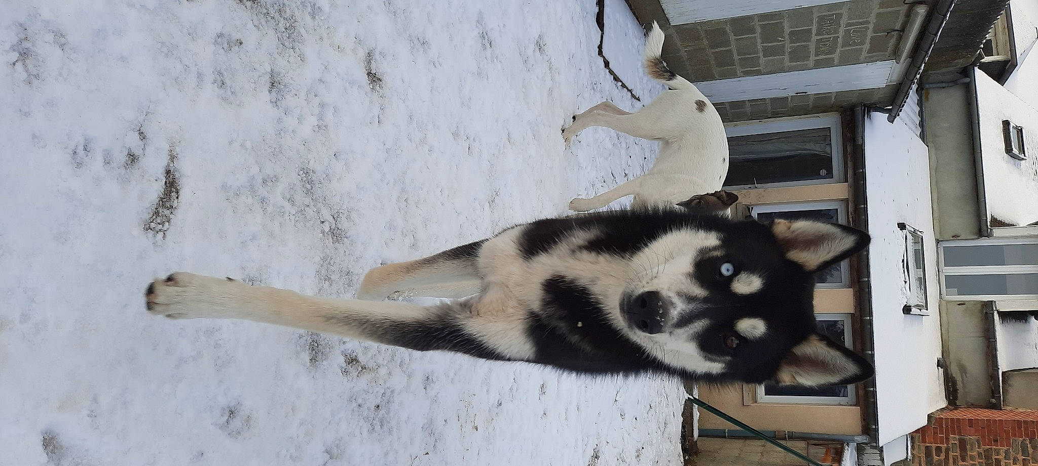 Taïko a rejoint le concours — aidez-le/la à gagner de superbes lots ! carnivore, claw, fur, snout, snow, tail, terrestrial_animal, whiskers, wildlife, zoo