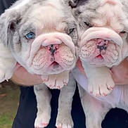 Stetson Gunner joined the competition — help win amazing prizes! adorable, animal, blue_eye, bulldog, closeup, cute, dog, face, fur, gray, holding, mammal, outdoor, paws, person, pet, pink_nose, puppy, white, wrinkles