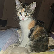 Ariel participe au concours pour gagner de l'argent avec cette photo : cat, kitten, calico, pet, animal, feline, cute, fur, whiskers, ears, bed, blanket, indoor, domestic, young, small, alert, sitting, curious, portrait