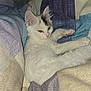 April a rejoint le concours — aidez-le/la à gagner de superbes lots ! kitten, cat, white_cat, pet, animal, feline, blanket, soft_texture, patterned_fabric, resting, cute, young_cat, indoor, cozy, fur, ears, paw, sleepy, relaxed, comfort