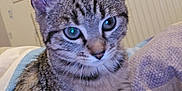 Ange a rejoint le concours — aidez-le/la à gagner de superbes lots ! cat, kitten, tabby, blue_eyes, fur, pet, indoor, bed, blanket, striped, animal, cute, young, curious, ears, whiskers, face, sitting, window, cozy