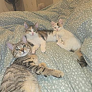 Ange participe au concours pour gagner de l'argent avec cette photo : kitten, cat, bed, bedding, floral_pattern, resting, cute, pets, animal, indoor, feline, young, fur, whiskers, ears, eyes, cozy, comfort, laying, domestic