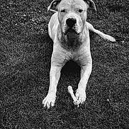 Tiago a rejoint le concours — aidez-le/la à gagner de superbes lots ! dog, grass, bone, outdoor, pet, animal, lying_down, black_and_white, paw, canine, nature, muzzle, fur, portrait, alone, relaxed, daytime, grass_field, close_up, resting