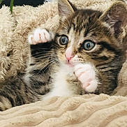 Tiago participe au concours pour gagner de l'argent avec cette photo : animal, blanket, cat, closeup, cozy, cute, domestic, fur, furry, indoor, kitten, paw, pet, playful, relaxed, sleepy, soft, tabby, whiskers, young