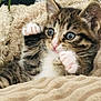 animal, blanket, cat, closeup, cozy, cute, domestic, fur, furry, indoor, kitten, paw, pet, playful, relaxed, sleepy, soft, tabby, whiskers, young