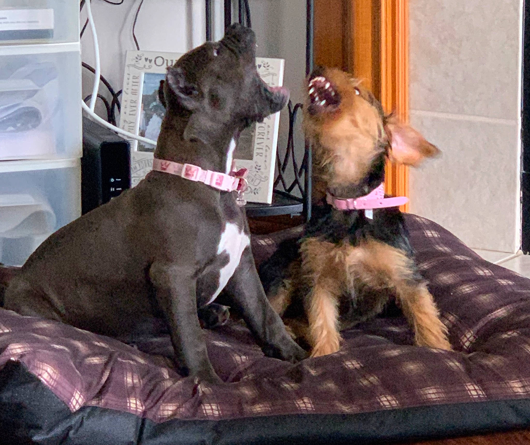 Lyric joined the competition — help win amazing prizes! american_pit_bull_terrier, canidae, carnivore, companion_dog, dog, dog_breed, dog_collar, fawn, great_dane, guard_dog, mammal, non_sporting_group, pit_bull, sporting_group, vertebrate