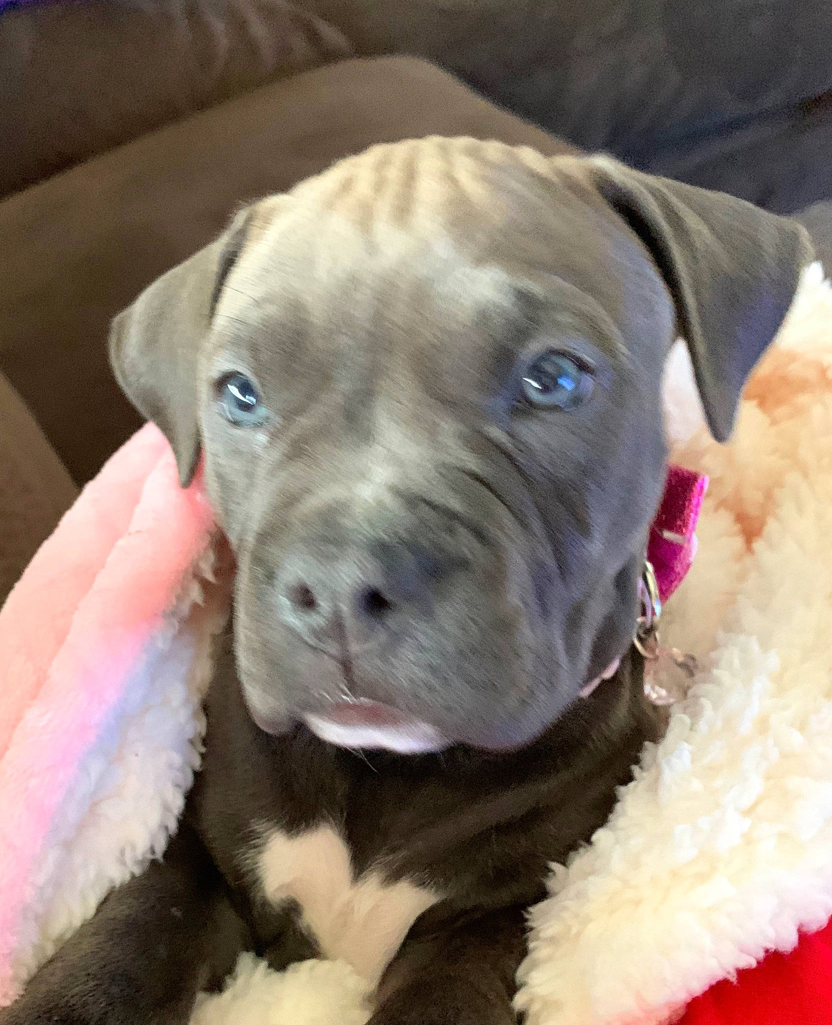 Lyric joined the competition — help win amazing prizes! american_pit_bull_terrier, bandog, bullmastiff, cane_corso, canidae, carnivore, companion_dog, dog, dog_breed, fawn, mammal, molosser, non_sporting_group, nose, pit_bull, puppy, rare_breed_dog, snout, sporting_group, vertebrate