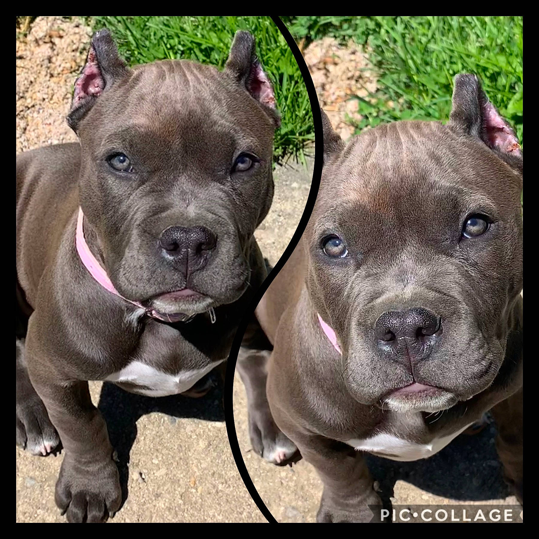 Lyric is registered to the contest to win money with this photo: american_pit_bull_terrier, american_staffordshire_terrier, ancient_dog_breeds, bull_and_terrier, cane_corso, canidae, carnivore, cordoba_fighting_dog, dog, dog_breed, fawn, mammal, molosser, non_sporting_group, perro_de_presa_canario, pit_bull, rare_breed_dog, snout, staffordshire_bull_terrier, vertebrate