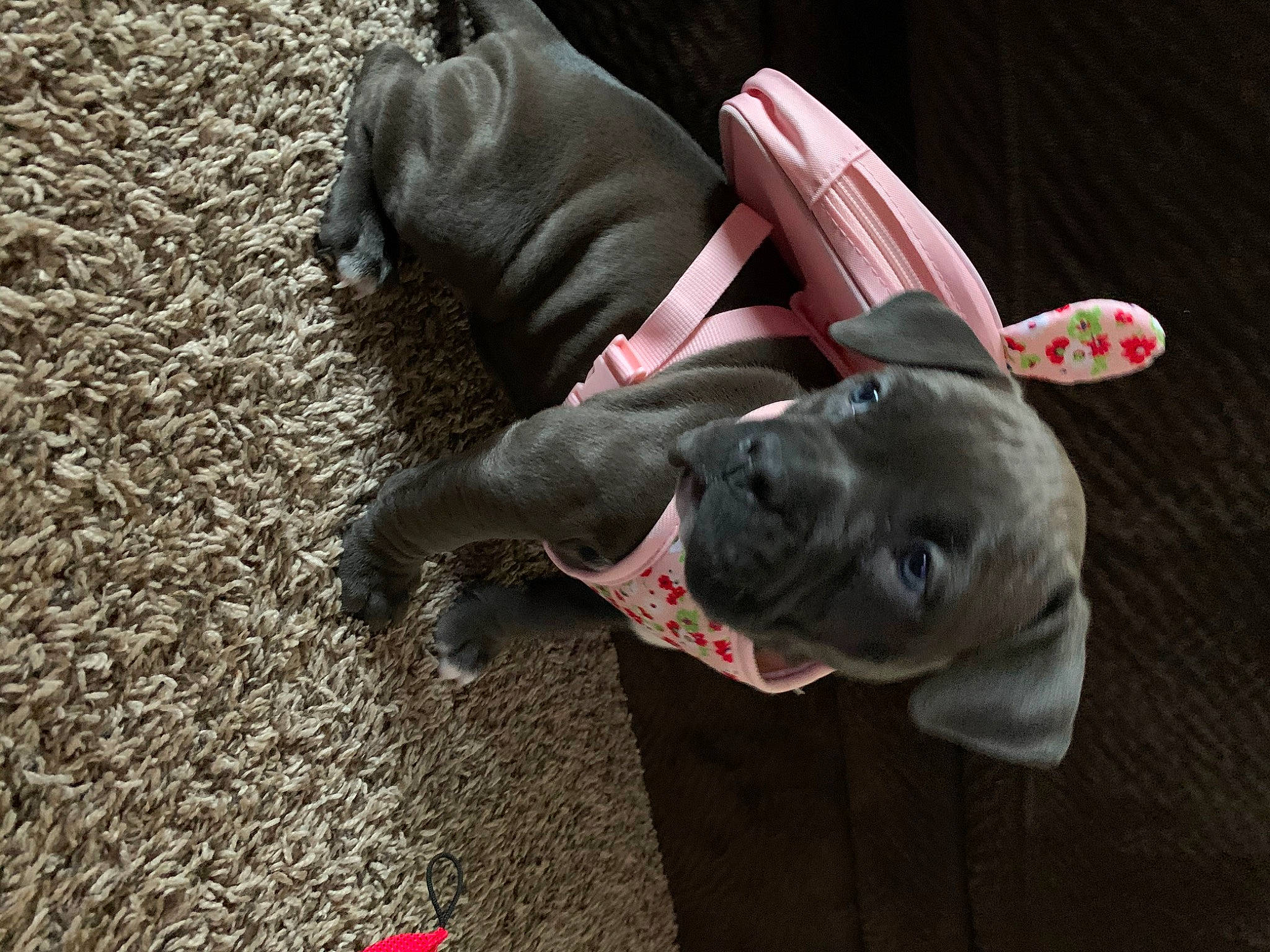 Lyric joined the competition — help win amazing prizes! american_pit_bull_terrier, cane_corso, canidae, carnivore, companion_dog, dog, dog_breed, fawn, french_bulldog, great_dane, guard_dog, mammal, neapolitan_mastiff, non_sporting_group, puppy, sporting_group, weimaraner