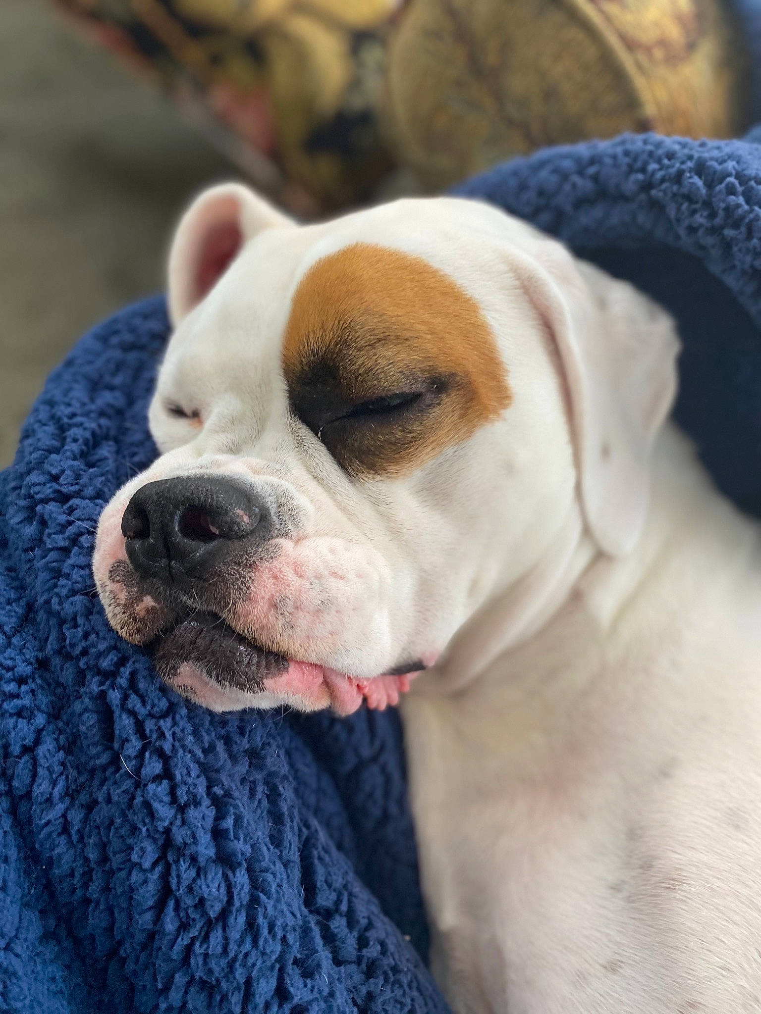 Bella joined the competition — help win amazing prizes! canidae, carnivore, collar, comfort, companion_dog, dog, dog_breed, dog_collar, dog_supply, ear, fawn, fur, molosser, non_sporting_group, puppy_love, snout, sporting_group, whiskers, working_animal, wrinkle