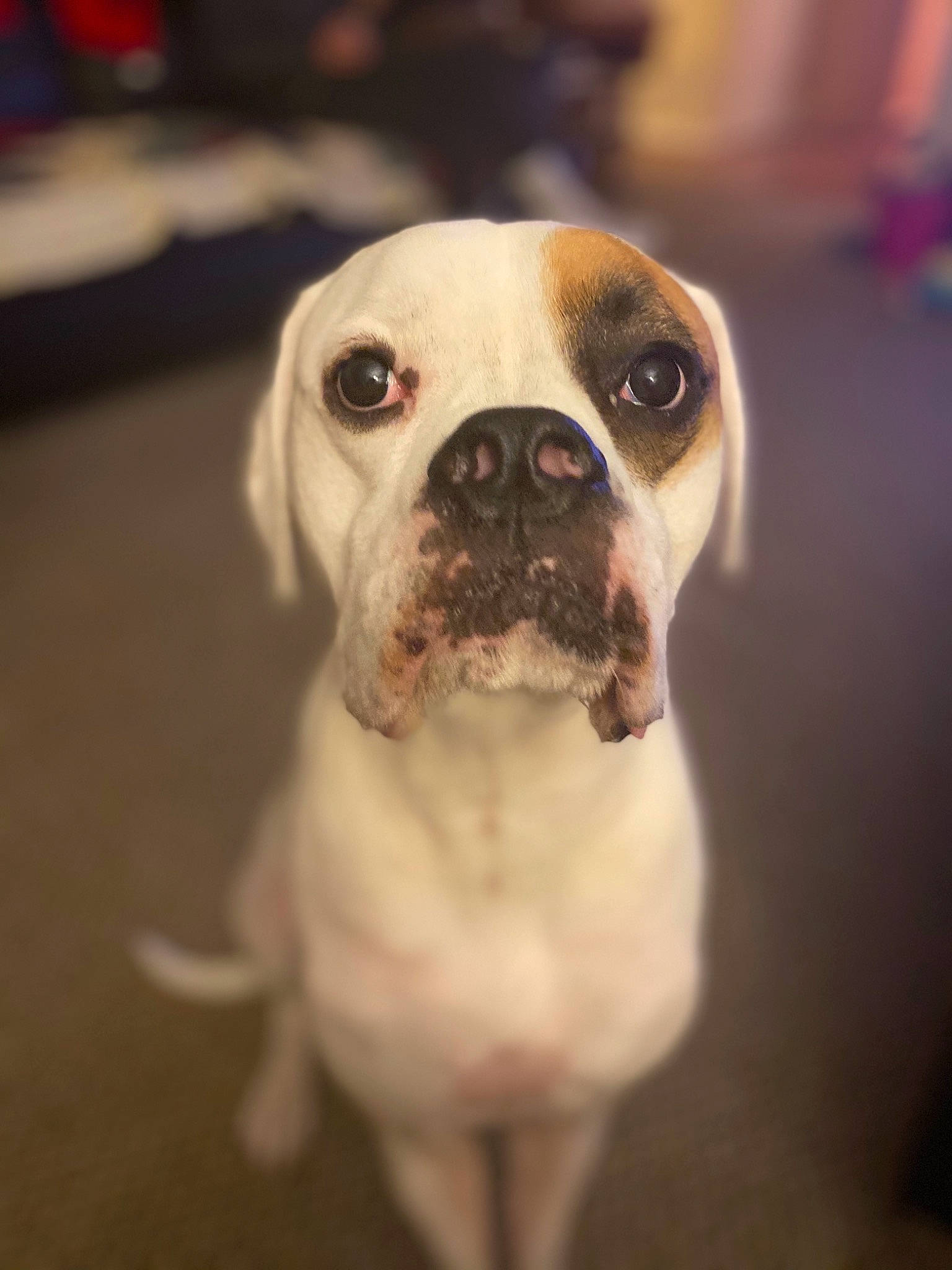 Bella joined the competition — help win amazing prizes! bulldog, canidae, carnivore, companion_dog, dog, dog_breed, dog_collar, eye, fawn, fur, molosser, plant, snout, sporting_group, toy_dog, whiskers, window, working_animal, working_dog, wrinkle