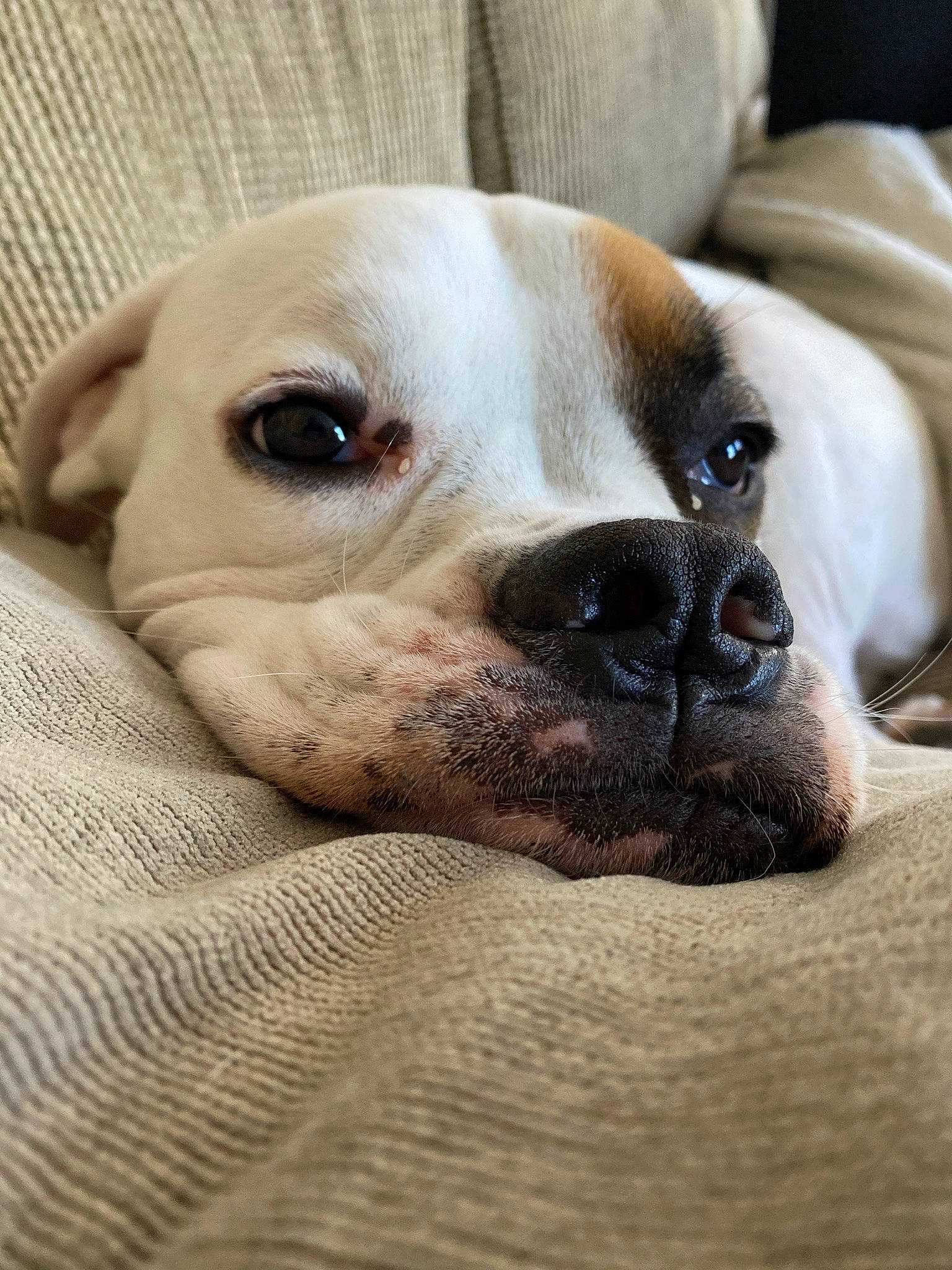 Bella joined the competition — help win amazing prizes! bored, canidae, carnivore, comfort, companion_dog, dog, dog_breed, ear, eye, fawn, fur, head, jaw, snout, sporting_group, terrestrial_animal, toy_dog, whiskers, working_animal, wrinkle