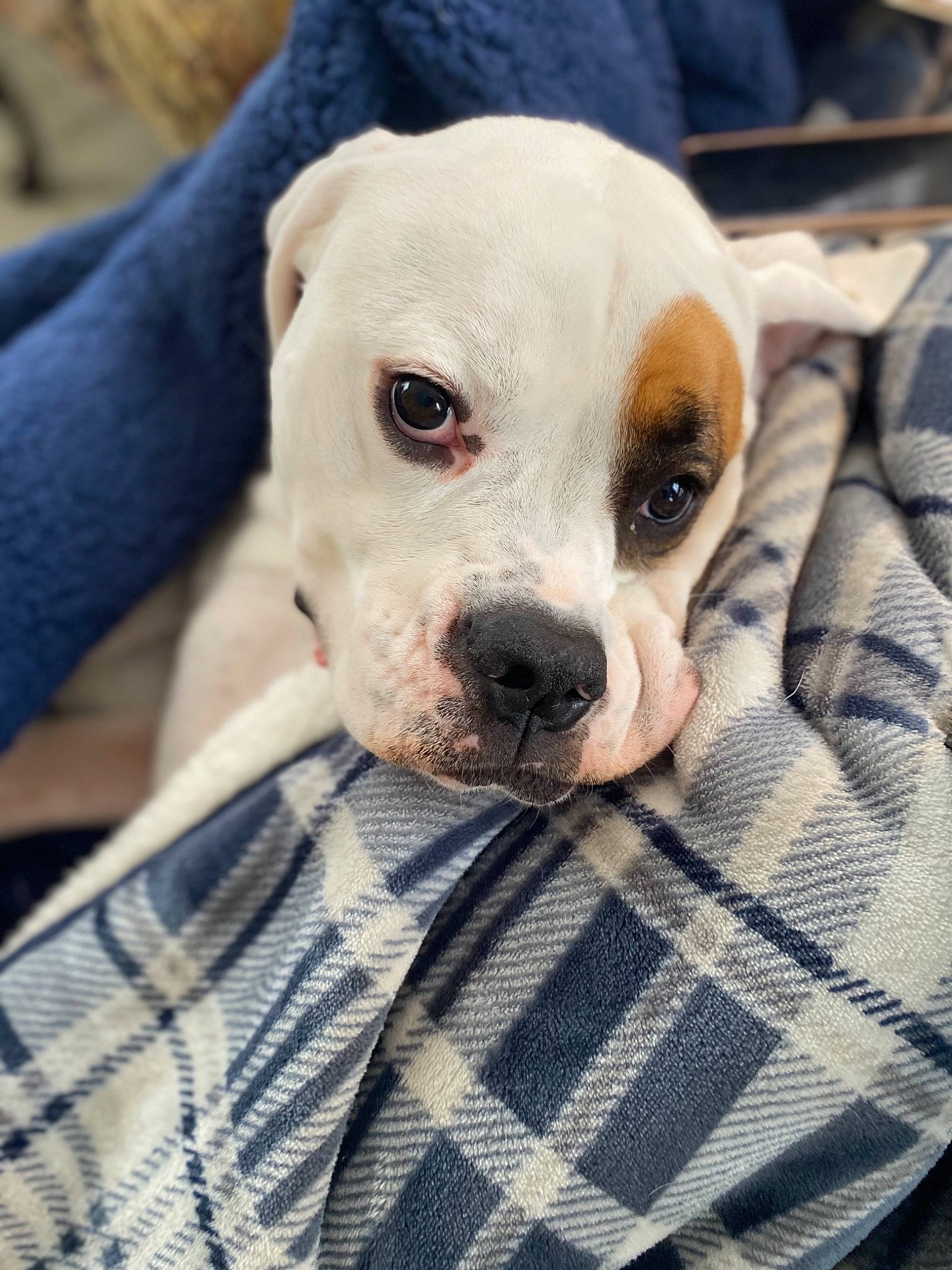 Bella is registered to the contest to win money with this photo: canidae, carnivore, collar, comfort, companion_dog, dog, dog_breed, dog_supply, fawn, fur, pattern, plaid, puppy_love, snout, sporting_group, tartan, toy_dog, whiskers, working_animal, wrinkle