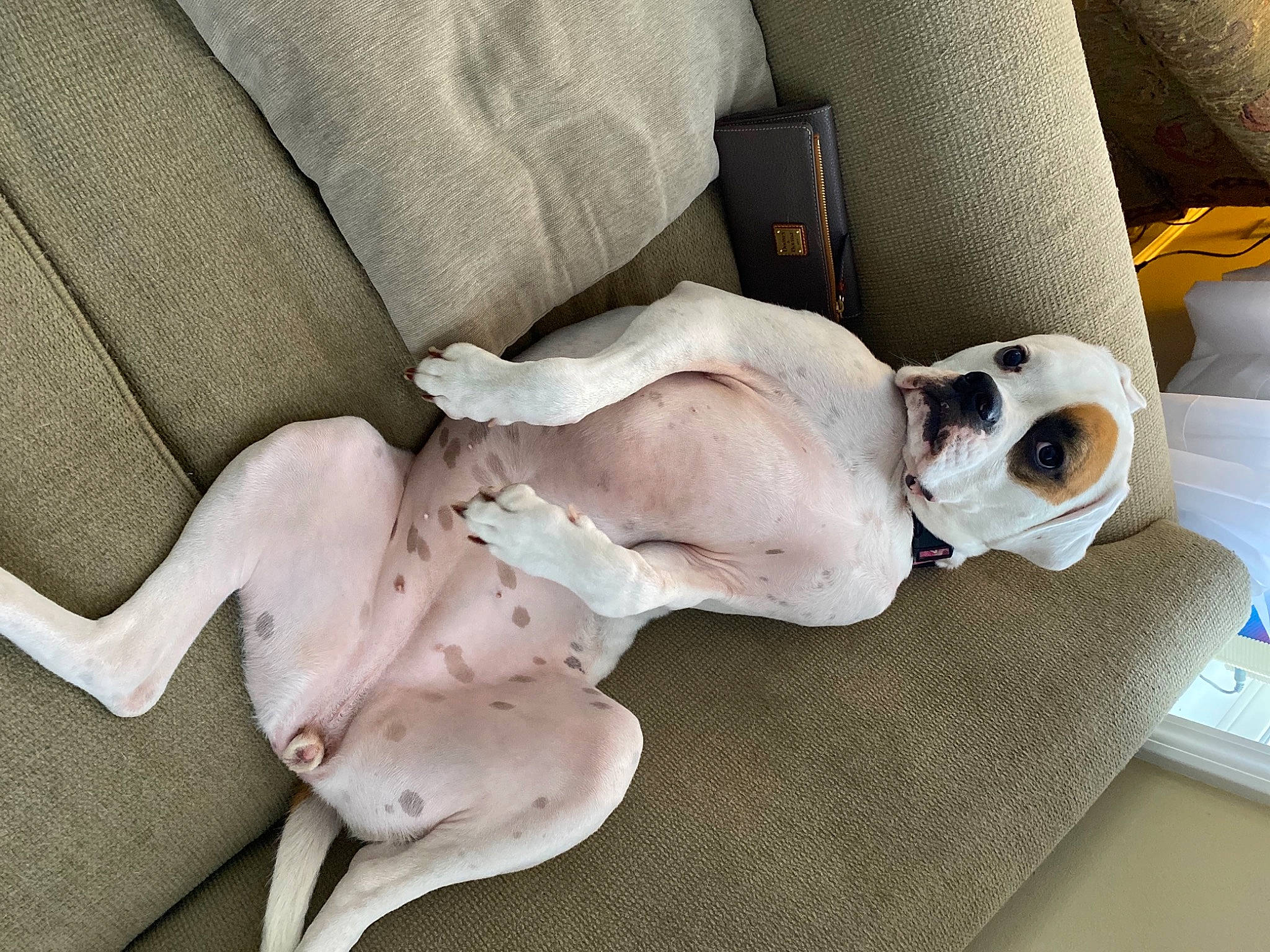 Bella joined the competition — help win amazing prizes! auto_part, bed_sheet, bedding, bone, canidae, carnivore, comfort, companion_dog, couch, dog, dog_breed, dog_supply, fawn, grey, linens, nap, room, sporting_group, toy_dog, working_animal