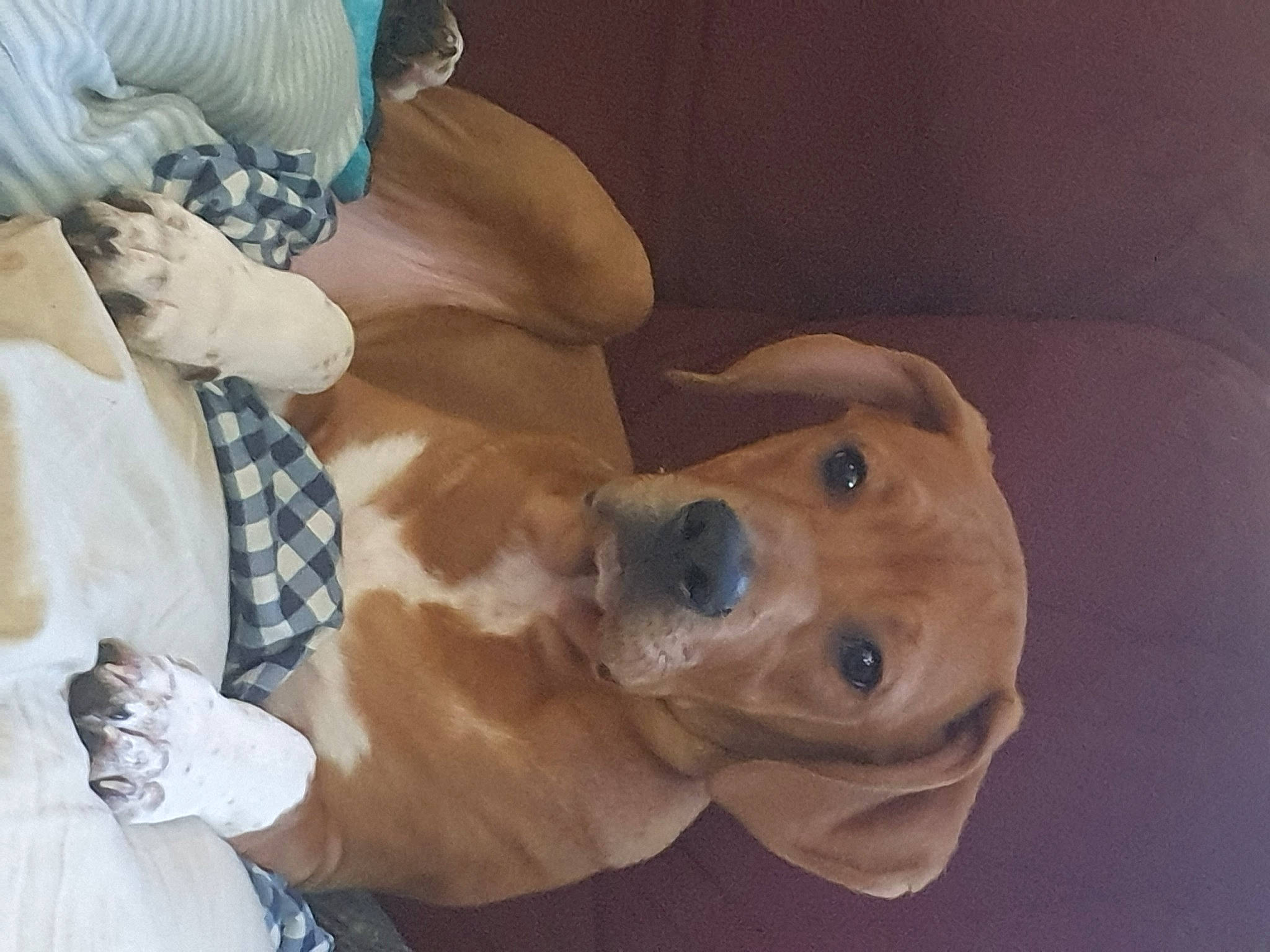 Duke is registered to the contest to win money with this photo: canidae, carnivore, collar, comfort, companion_dog, dog, dog_breed, dog_collar, ear, fawn, fur, jaw, liver, pet_supply, selfie, snout, sporting_group, whiskers, wood, working_animal