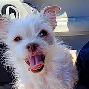 Mary Jane joined the competition — help win amazing prizes! dog, white_dog, small_dog, car_interior, happy, tongue_out, pet, animal, sunlight, fur, seat, leash, window, side_mirror, excited, cute, companion, closeup, domestic_animal, car