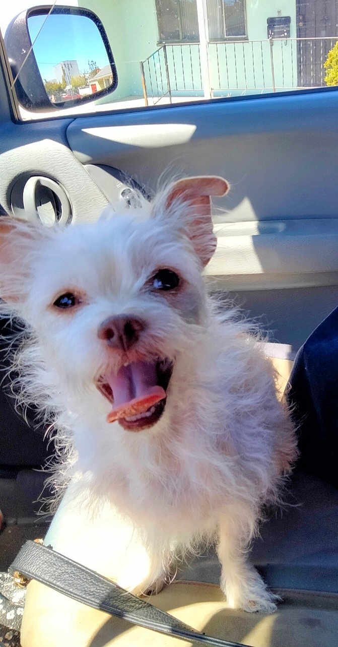 Mary Jane joined the competition — help win amazing prizes! dog, white_dog, small_dog, car_interior, happy, tongue_out, pet, animal, sunlight, fur, seat, leash, window, side_mirror, excited, cute, companion, closeup, domestic_animal, car