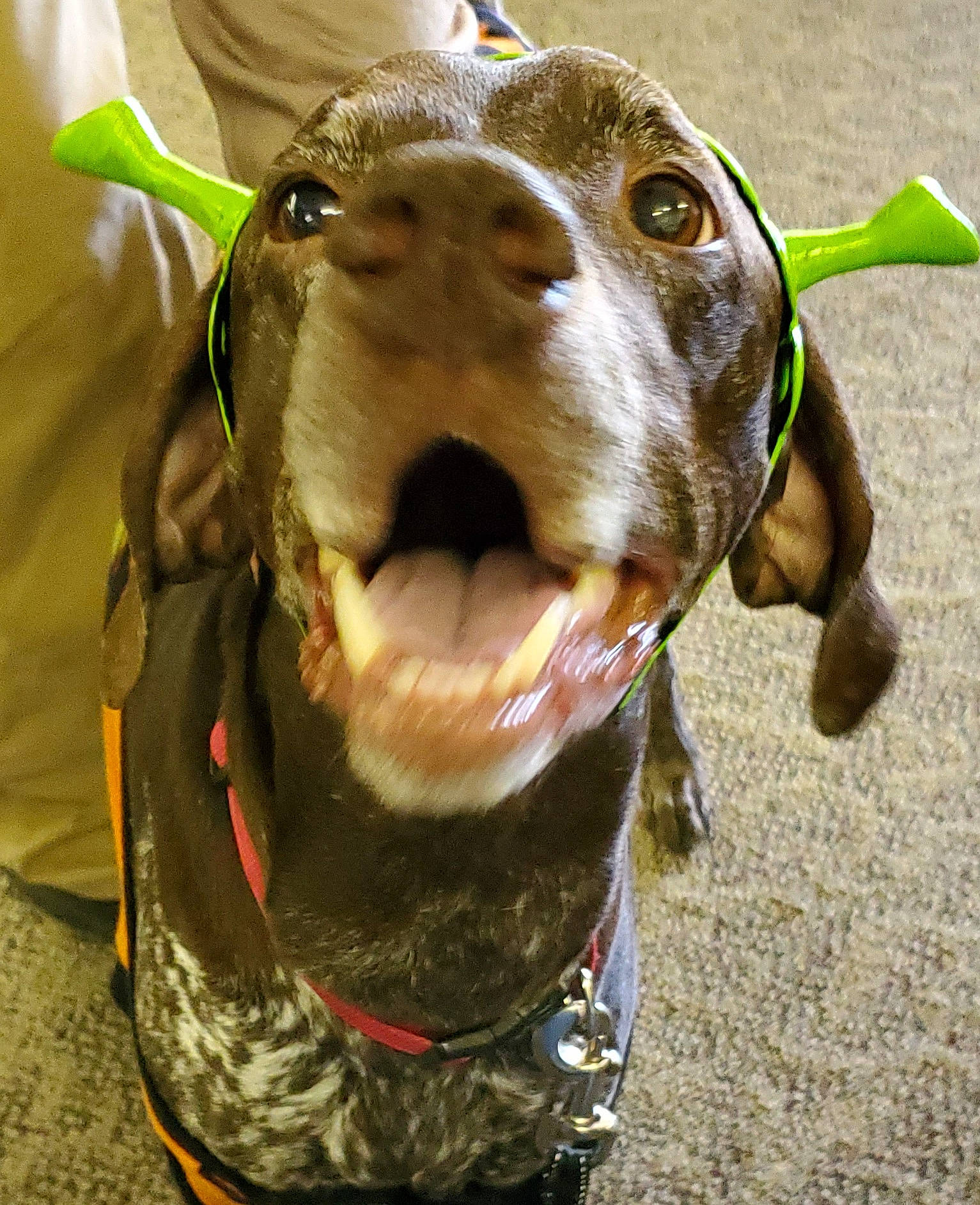 Carley joined the competition — help win amazing prizes! canidae, carnivore, collar, companion_dog, dog, dog_breed, dog_collar, dog_supply, fashion_accessory, fawn, fur, jaw, leash, liver, personal_protective_equipment, pet_supply, snout, sporting_group, whiskers, working_animal