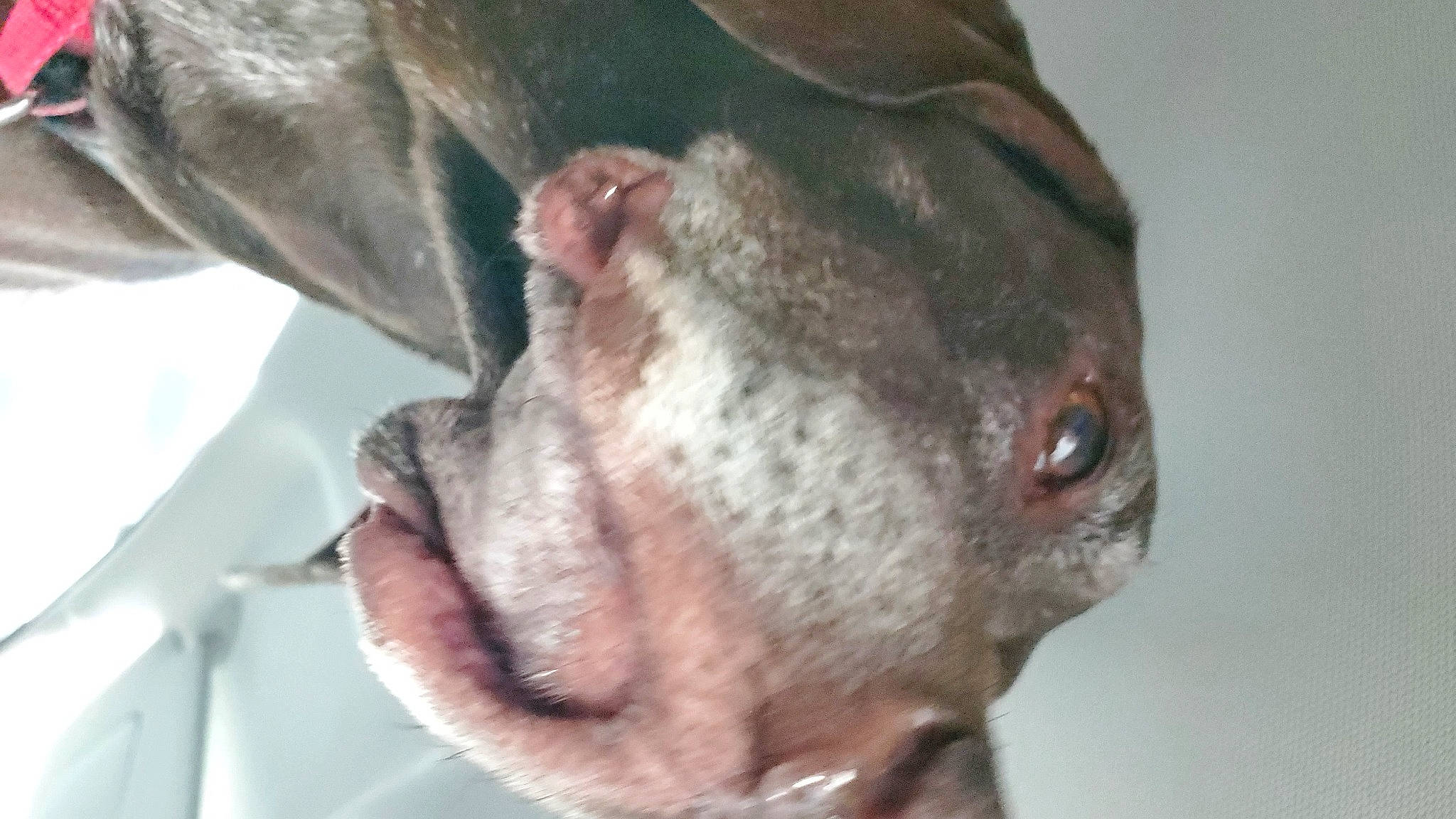 Carley joined the competition — help win amazing prizes! ancient_dog_breeds, canidae, carnivore, collar, companion_dog, dog, dog_breed, ear, fawn, fur, liver, non_sporting_group, snout, sporting_group, terrestrial_animal, whiskers, wildlife, working_animal