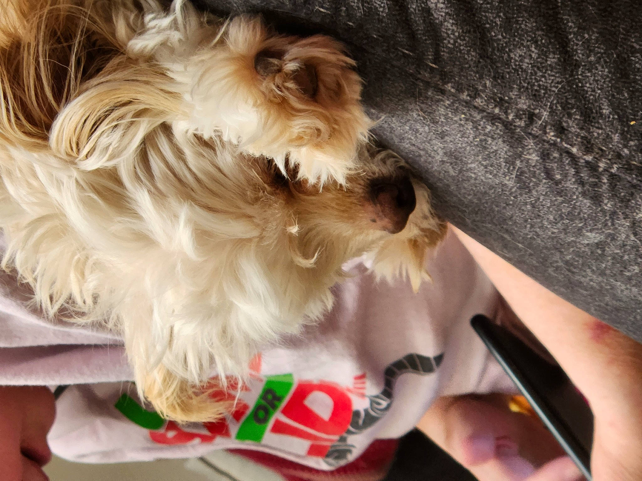 Milkah joined the competition — help win amazing prizes! brown_hair, carnivore, companion_dog, dog, dog_breed, dog_clothes, dog_supply, fawn, felidae, fur, gesture, liver, long_hair, nail, pet_supply, snout, tail, toy, toy_dog, whiskers