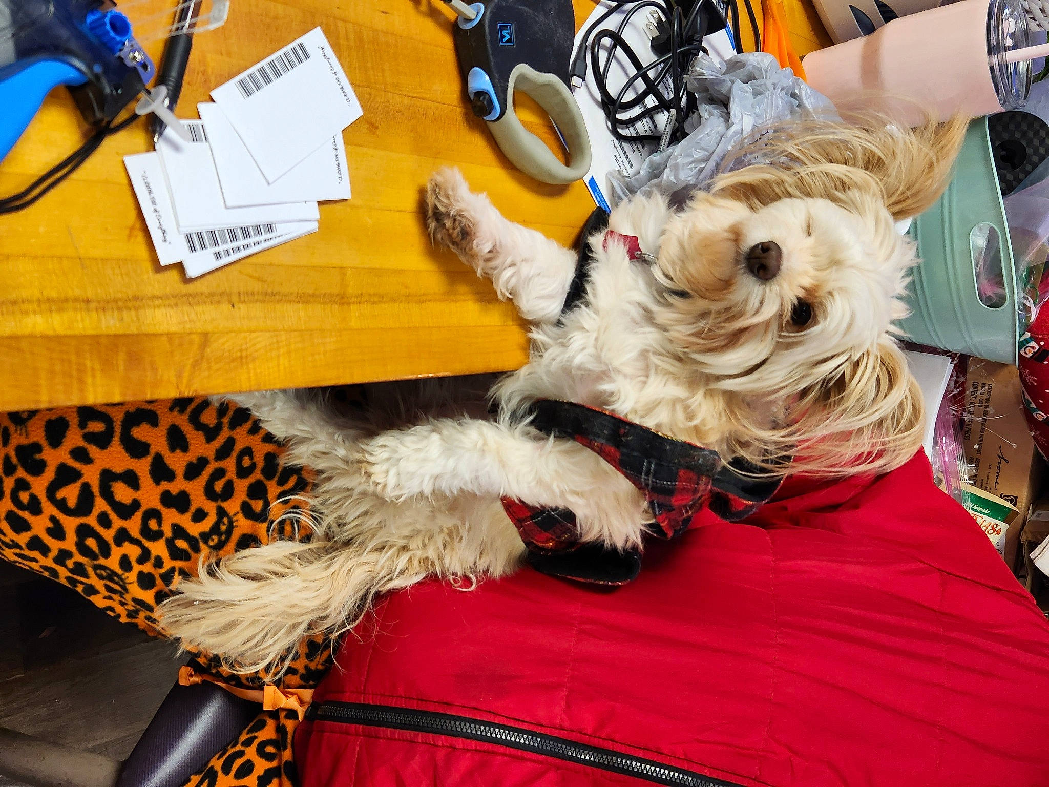 Milkah joined the competition — help win amazing prizes! carnivore, collar, companion_dog, costume_hat, desk, dog, dog_breed, dog_clothes, dog_collar, dog_supply, event, fawn, felidae, fur, hat, office_supplies, snout, table, toy_dog, vertebrate