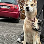 dog, siberian_husky, blue_eyes, leash, collar, person, pants, sneakers, car, citroen, red_car, asphalt, outdoor, urban, parking_lot, bushes, autumn, sidewalk, pet, animal
