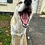 dog, canine, pet, animal, outdoor, yard, concrete, mouth_open, tongue_out, blue_eyes, fur, happy, excited, standing, house, door, grass, pavement, snout, ears
