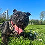 dog, black_dog, panting, tongue_out, close_up, grass, daisies, flowers, collar, park, blue_sky, sunny, outdoor, pet, happy, smile, nature, meadow, paw, portrait