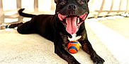 Uruss participe au concours pour gagner de l'argent avec cette photo : dog, black_dog, tongue_out, panting, ball, toy_ball, pet, pet_portrait, smiling, happy, outdoor, sunlight, shadow, concrete, close_up, front_paws, teeth, playful, domestic_animal, railing_shadow
