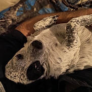 Sparkles is registered to the contest to win money with this photo: animal, black_and_white, closeup, companion, cozy, cute, dog, domestic_animal, friendly, fur, human_arm, indoor, lying_down, paw, pet, portrait, relaxing, resting, snout, spotted