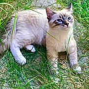 Stormy joined the competition — help win amazing prizes! cat, animal, pet, grass, outdoor, nature, feline, blue_eyes, fur, whiskers, relaxed, lying_down, curious, mammal, tail, ears, closeup, daylight, greenery, garden