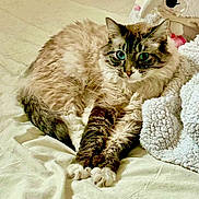 Storm joined the competition — help win amazing prizes! cat, fluffy, blue_eyes, lounging, blanket, bed, stuffed_animal, cozy, soft_texture, cream_color, relaxation, indoor, pet, animal, feline, resting, cute, domestic, comfortable, fur