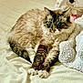 cat, fluffy, blue_eyes, lounging, blanket, bed, stuffed_animal, cozy, soft_texture, cream_color, relaxation, indoor, pet, animal, feline, resting, cute, domestic, comfortable, fur