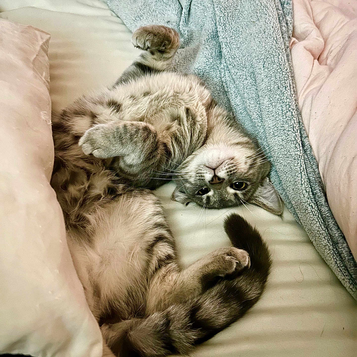 Chewy joined the competition — help win amazing prizes! cat, tabby, pet, animal, bed, blanket, pillow, indoor, relaxed, fur, whiskers, cute, cozy, sleepy, domestic, feline, paw, tail, resting, curious