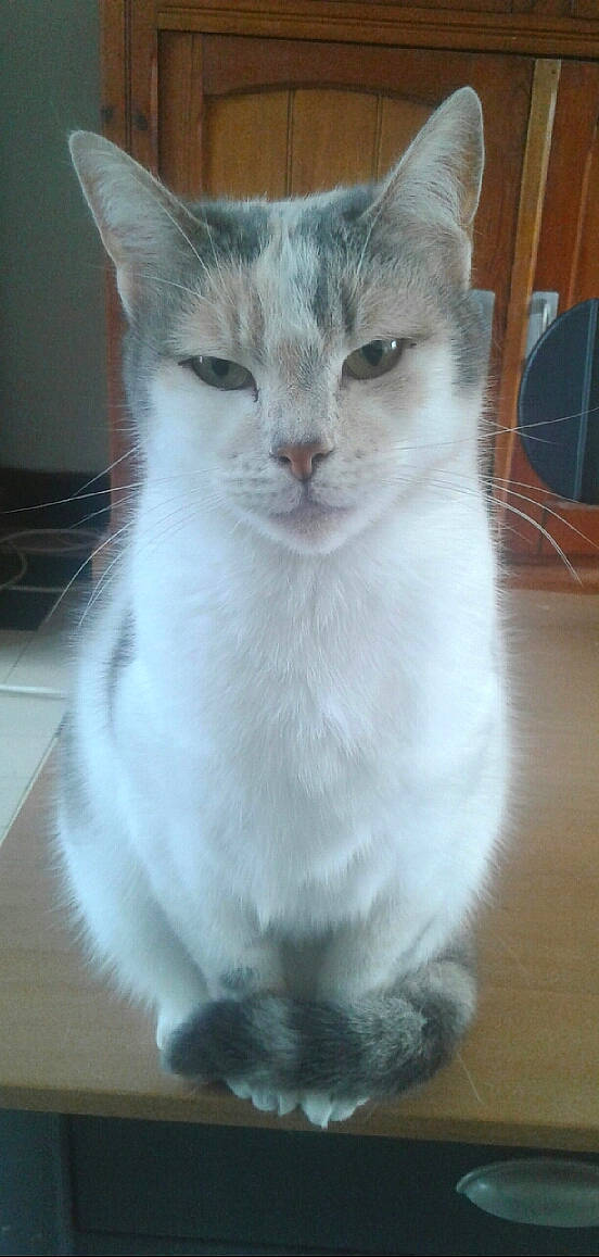 Mirabelle a rejoint le concours — aidez-le/la à gagner de superbes lots ! aegean_cat, asian, asian_semi_longhair, british_semi_longhair, burmilla, carnivore, cat, domestic_long_haired_cat, domestic_short_haired_cat, fawn, felidae, kitten, mammal, munchkin, polydactyl_cat, small_to_medium_sized_cats, turkish_angora, turkish_van, vertebrate, whiskers