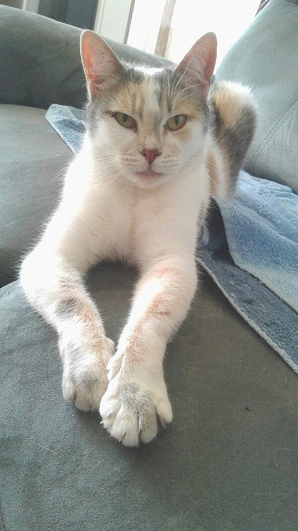 Mirabelle participe au concours pour gagner de l'argent avec cette photo : aegean_cat, american_wirehair, arabian_mau, asian, burmilla, carnivore, cat, domestic_short_haired_cat, fawn, felidae, javanese, kitten, mammal, oriental_longhair, paw, polydactyl_cat, small_to_medium_sized_cats, tail, turkish_angora, whiskers