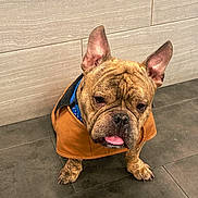 King joined the competition — help win amazing prizes! dog, french_bulldog, brindle, pet, animal, canine, jacket, clothing, indoor, tile_floor, tile_wall, brown, blue, cute, sitting, tongue_out, ears_up, portrait, companion, domestic