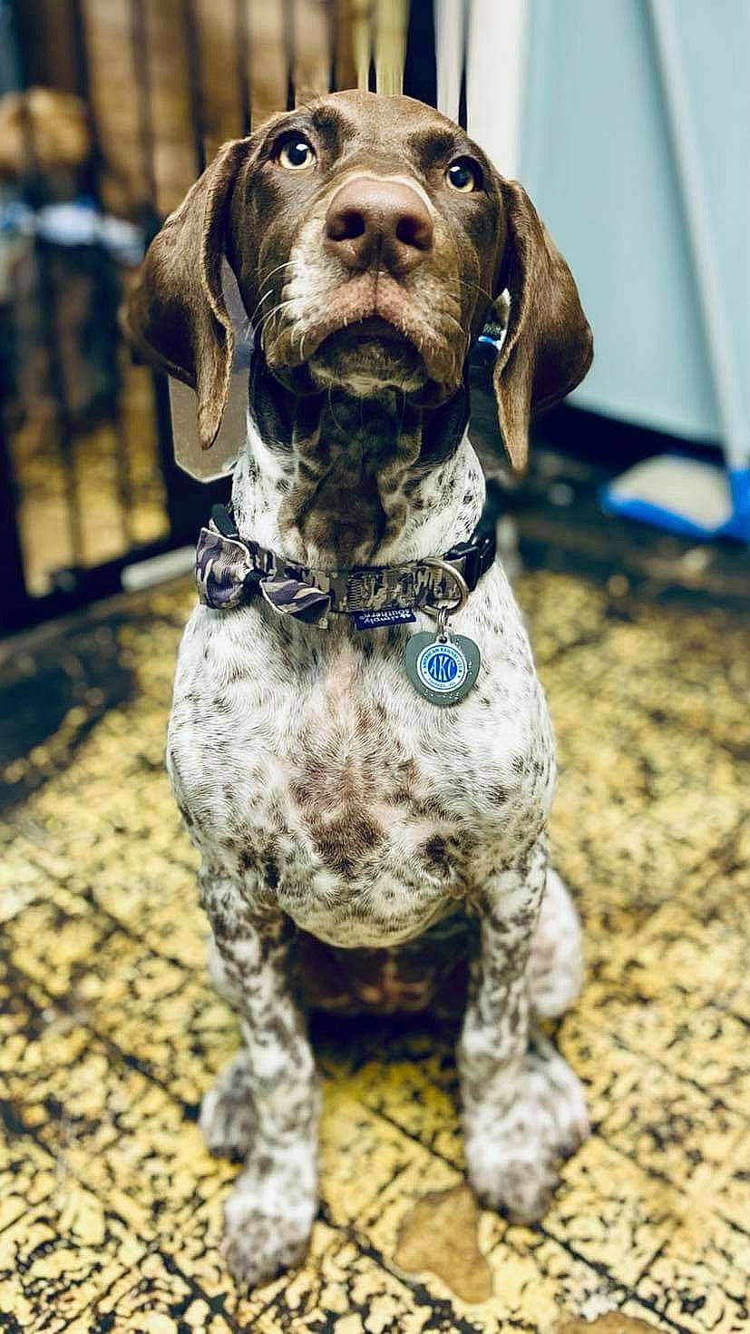 Lapua May is registered to the contest to win money with this photo: braque_du_bourbonnais, braque_francais, canidae, carnivore, dog, dog_breed, dog_collar, german_shorthaired_pointer, german_wirehaired_pointer, hunting_dog, liver, mammal, old_danish_pointer, pachon_navarro, pointer, pointing_breed, puppy, rare_breed_dog, sporting_group, vertebrate