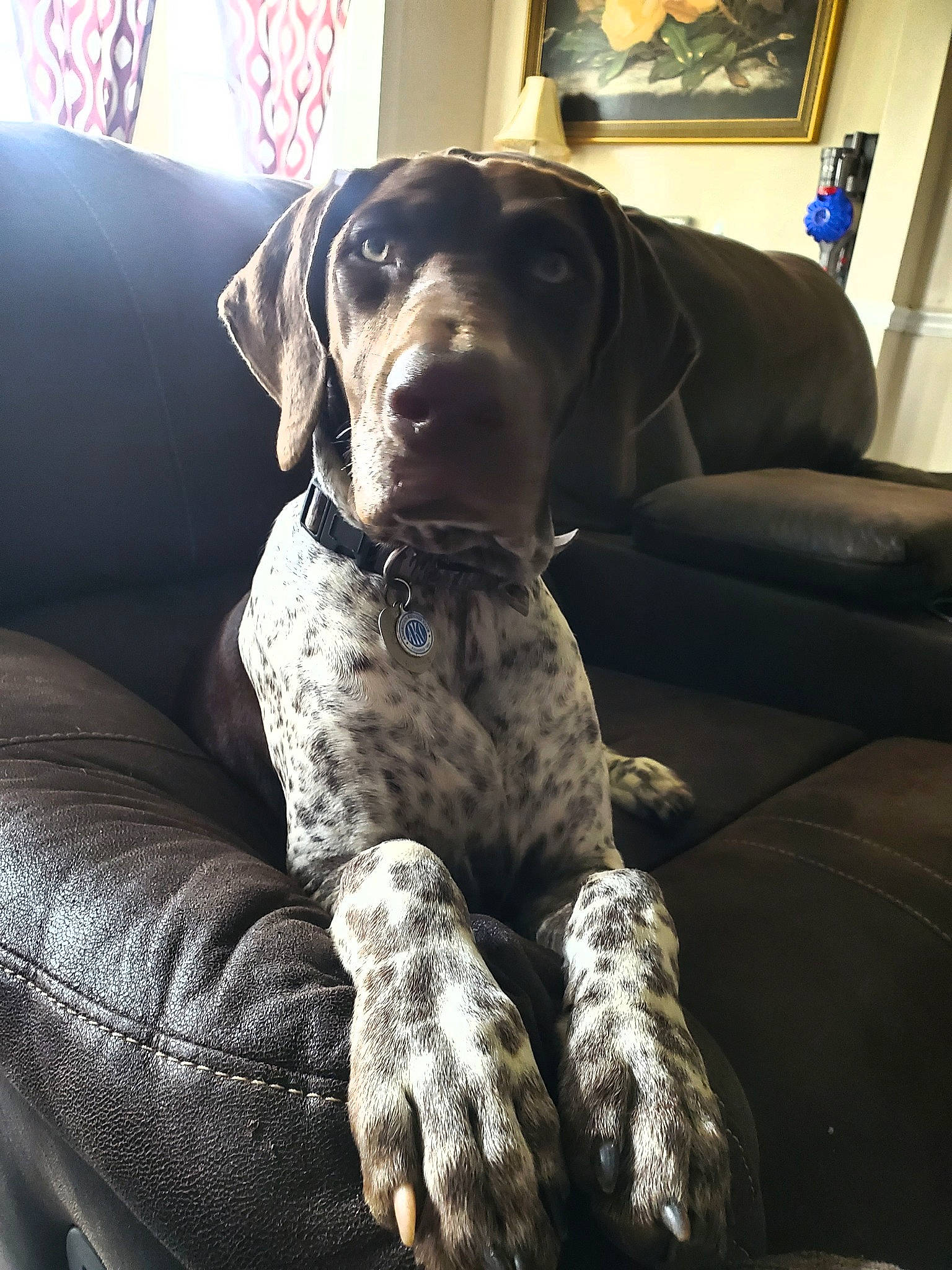 Lapua May joined the competition — help win amazing prizes! braque_dauvergne, braque_francais, canidae, carnivore, dog, dog_breed, fawn, german_shorthaired_pointer, great_dane, hunting_dog, mammal, non_sporting_group, old_danish_pointer, plott_hound, pointer, pointing_breed, sporting_group, vertebrate, weimaraner