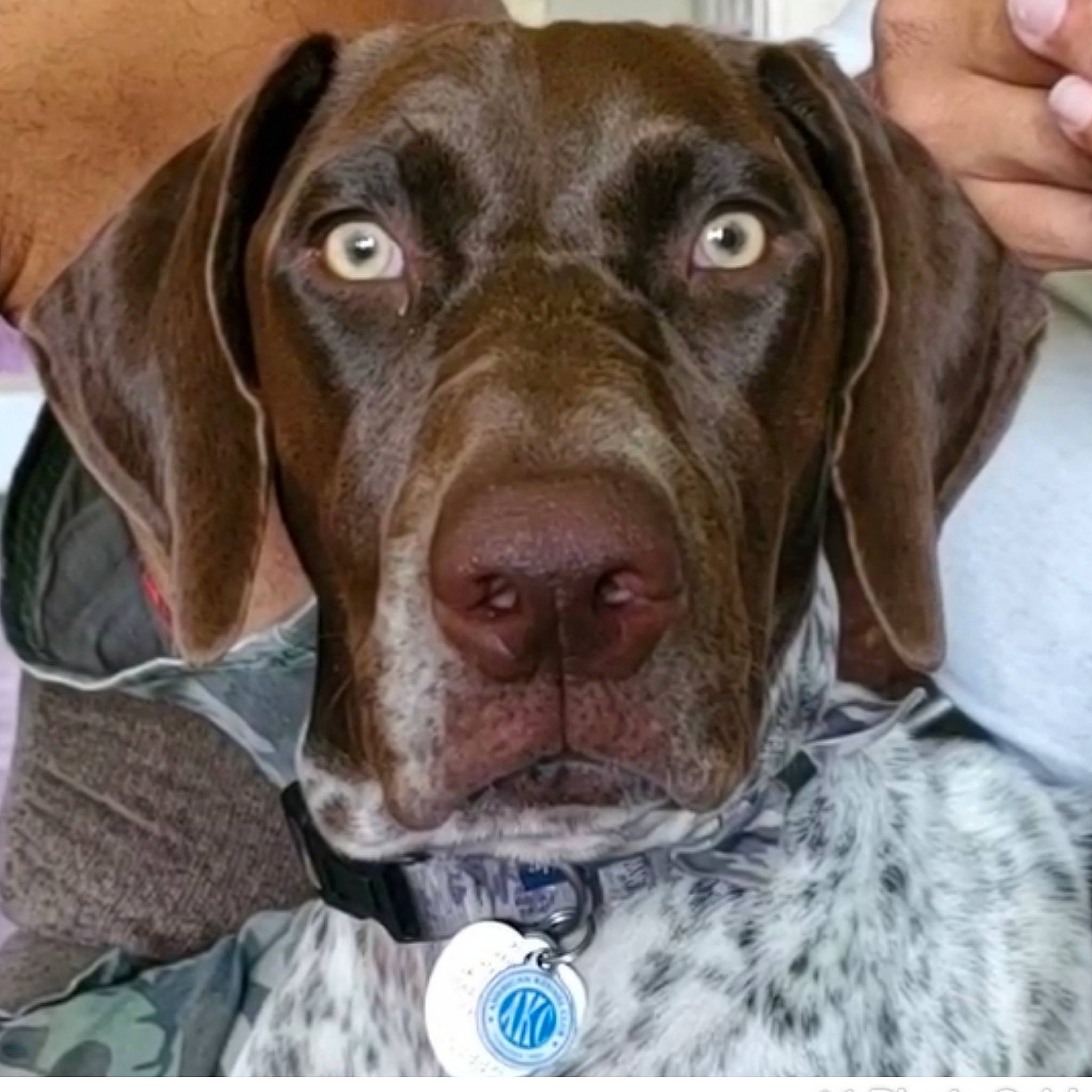 Lapua May joined the competition — help win amazing prizes! braque_francais, canidae, carnivore, dog, dog_breed, dog_collar, ear, german_shorthaired_pointer, gun_dog, hunting_dog, liver, mammal, old_danish_pointer, pointer, pointing_breed, snout, sporting_group, vertebrate, vizsla, weimaraner