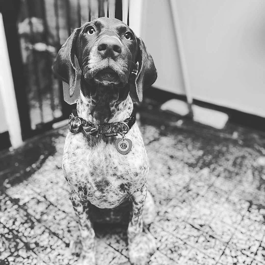 Lapua May is registered to the contest to win money with this photo: canidae, carnivore, dog, dog_breed, german_shorthaired_pointer, hunting_dog, mammal, pachon_navarro, pointer, rare_breed_dog, snout, sporting_group, vizsla