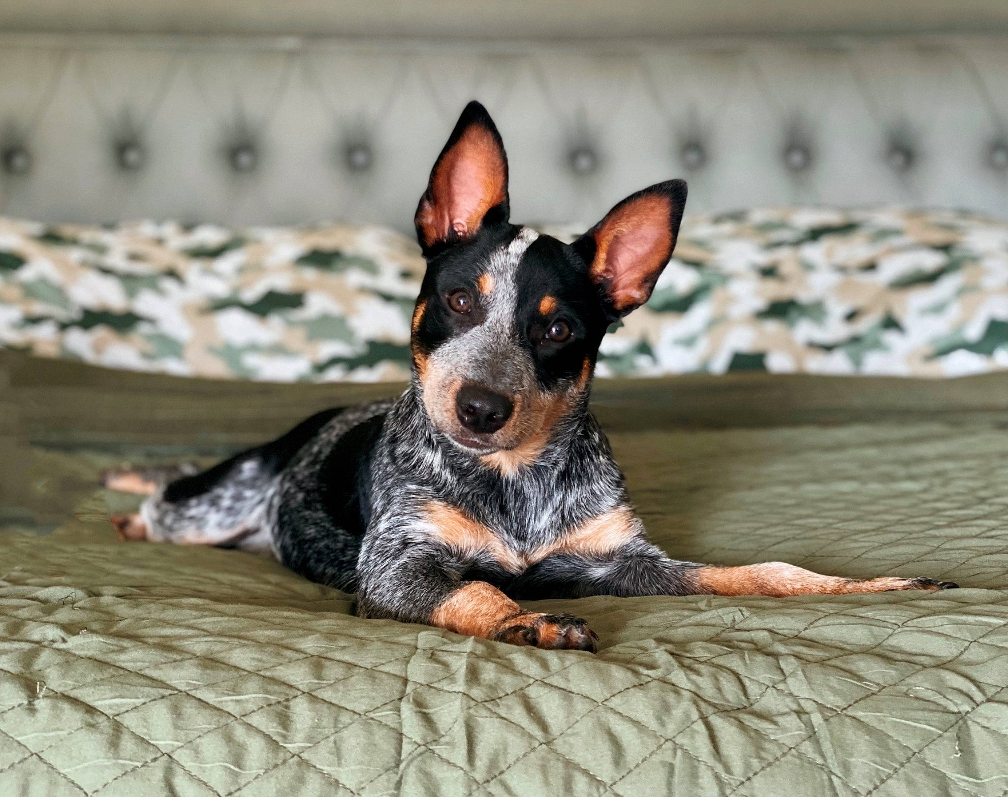 Juneau joined the competition — help win amazing prizes! carnivore, comfort, companion_dog, dog, dog_breed, paw, snout, sporting_group, terrestrial_animal, toy_dog, whiskers, working_animal