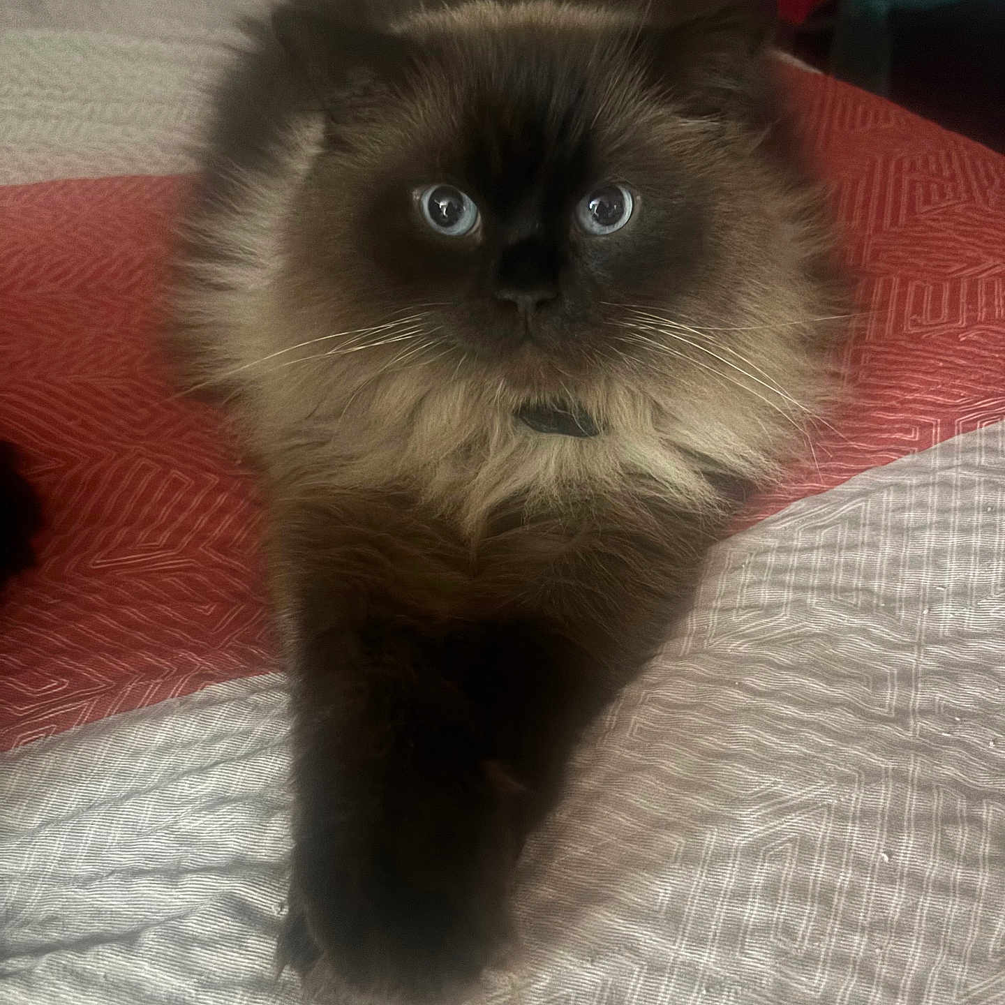 Flex joined the competition — help win amazing prizes! cat, fluffy, blue_eyes, pet, indoor, bed, bedspread, feline, animal, resting, paw, domestic_animal, long_hair, cute, relaxed, mammal, whiskers, fur, companion, portrait