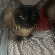 Diesel is registered to the contest to win money with this photo: cat, siamese_cat, pet, animal, bed, blanket, indoor, fur, whiskers, ears, face, curious, closeup, sleeping_area, feline, resting, domestic_animal, companion, cute, looking