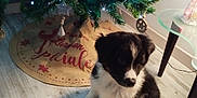 Aiden participe au concours pour gagner de l'argent avec cette photo : puppy, dog, christmas_tree, ornaments, lights, floor, wooden_floor, decorations, festive, holiday, indoor, cute, pet, black_and_white, sitting, fur, tail, table, cozy, home